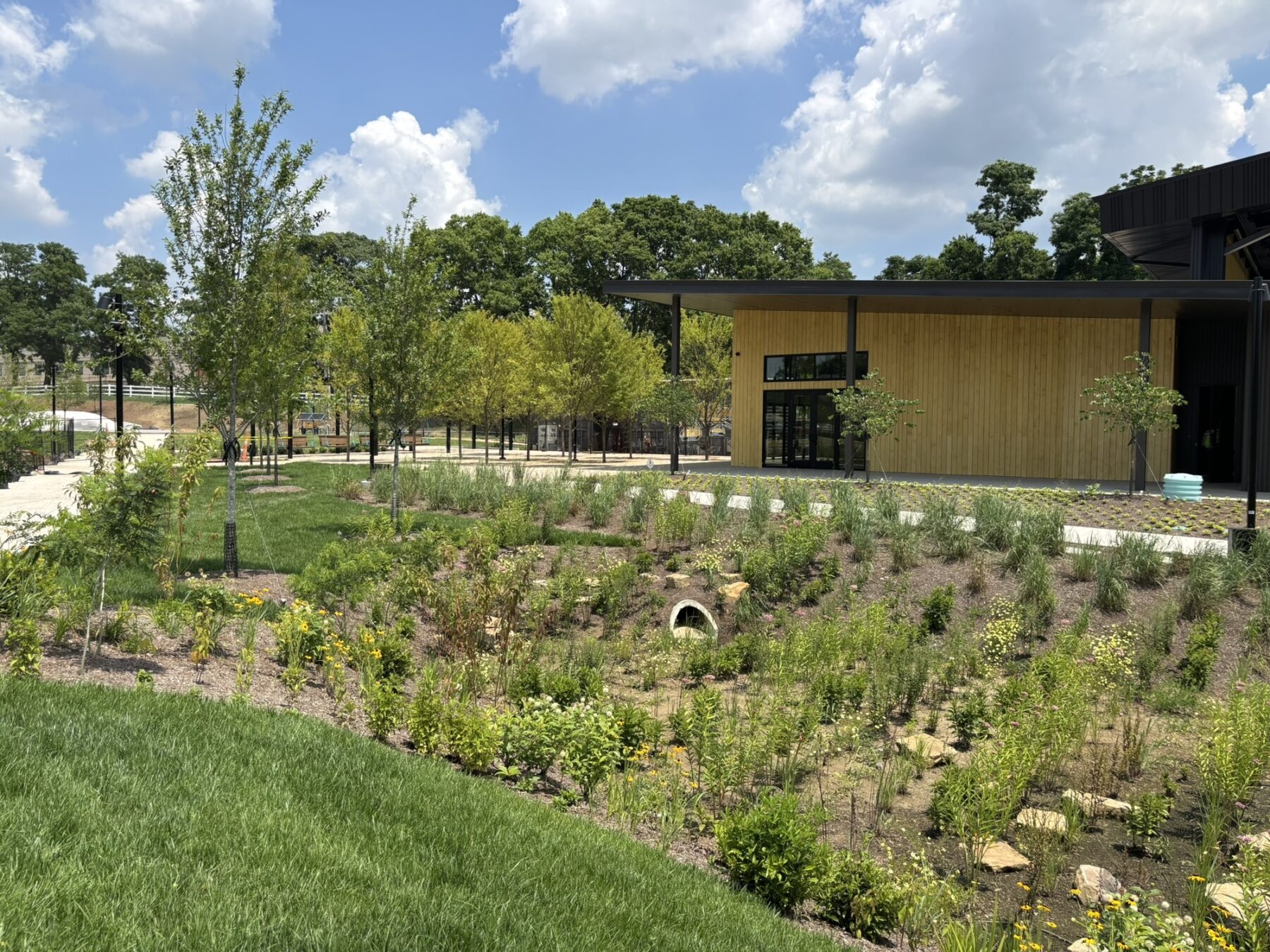 Photo of park construction progress with stormwater garden in early stages of growth