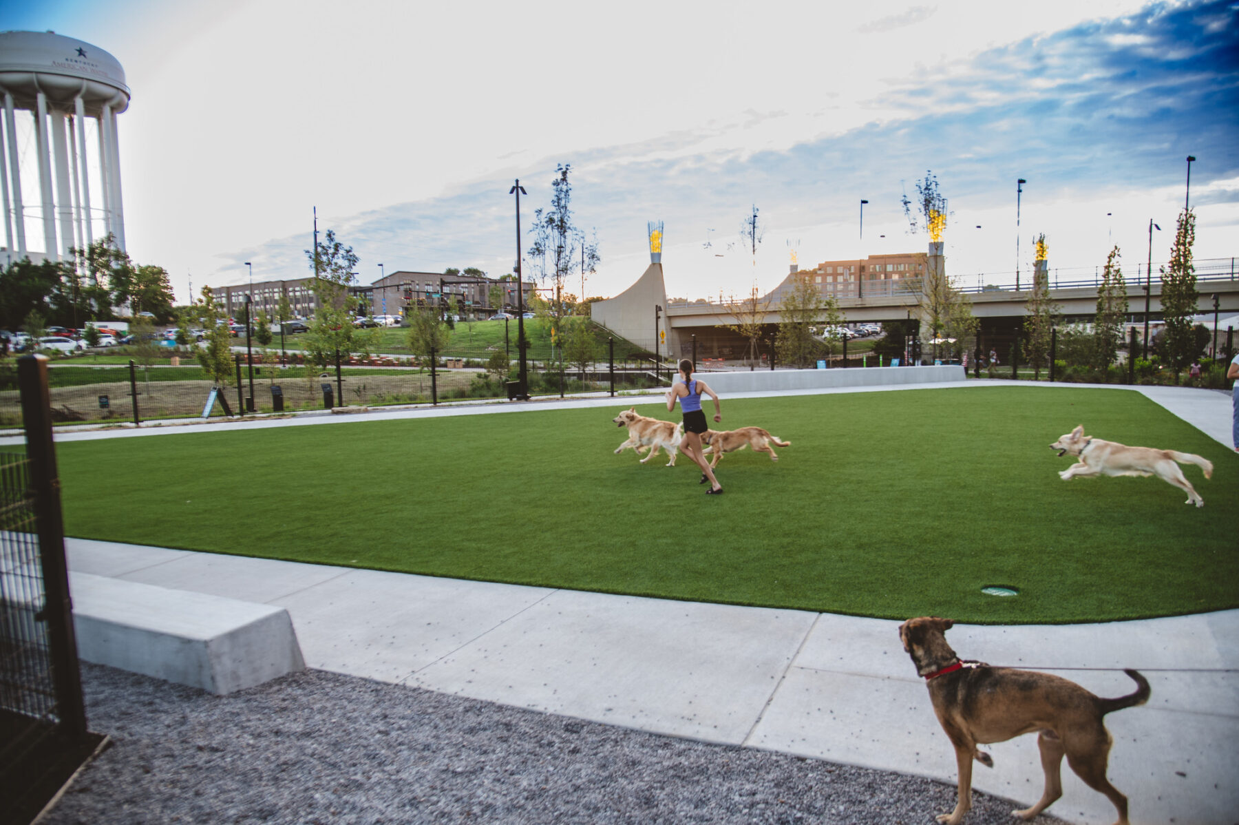 Photo of the dog park with several dogs running across the open green